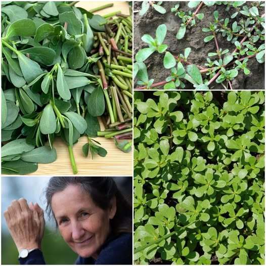 482030063 122200054532148206 6278478712494183585 N