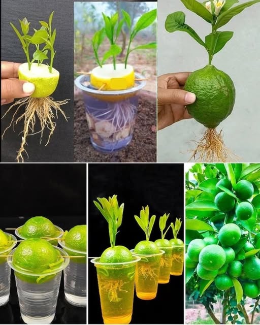 482303697 2435720280153489 706662414707508994 N