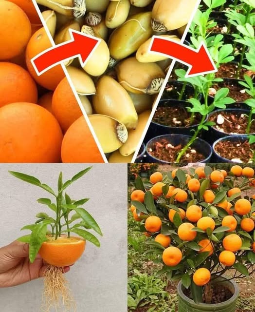 483509721 122169402410531585 1767947614016518803 N