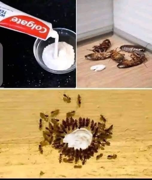 483526956 122169403226531585 306914463384729832 N