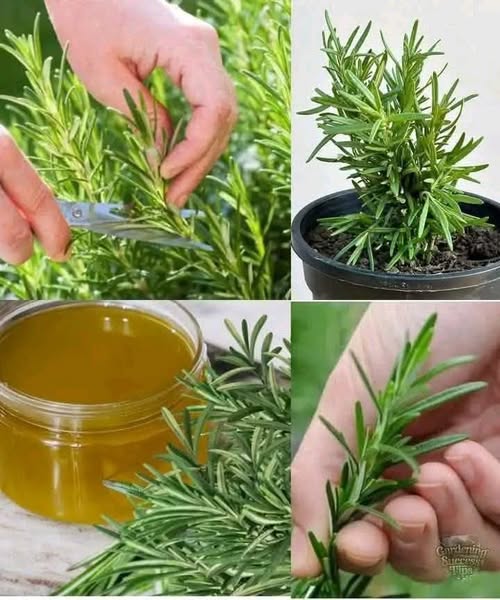 484869834 122170072316531585 8178086320584819965 N