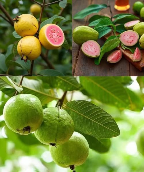 485001211 122150375396542665 8289403496283233424 N