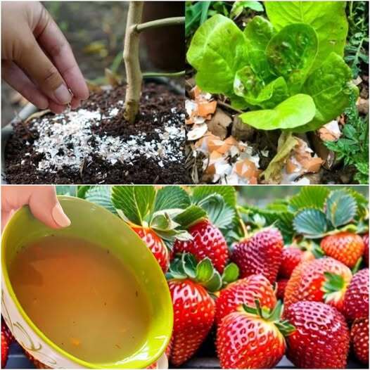 485364603 122201422562148206 6099747703762157626 N