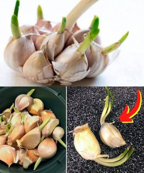 485379406 122170567064531585 158946703211002861 N