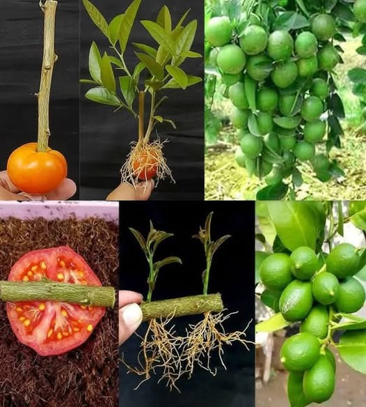 485437957 122170509962531585 5034930901058571863 N