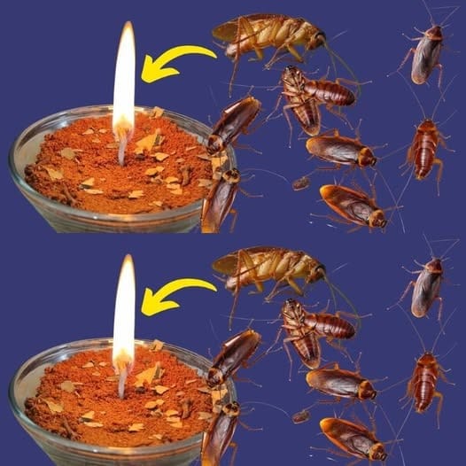 493826306 122180387750349748 2871257374723093915 N