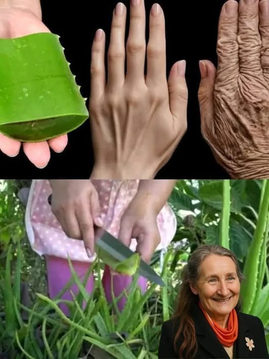 493882716 9170426269728809 3265133417369259247 N