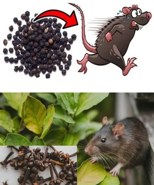 495163742 2297572710660687 7793787325967911238 N