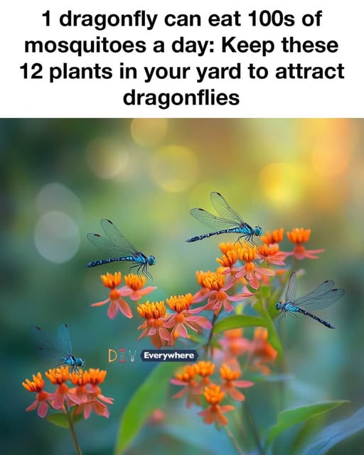 509344414 122123873120842756 7580947099546888890 N