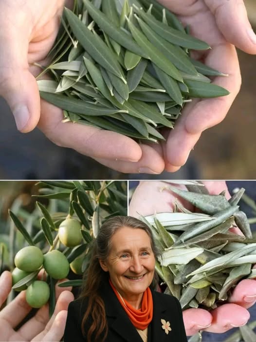 518227452 122126397596824673 2908397263605591561 N