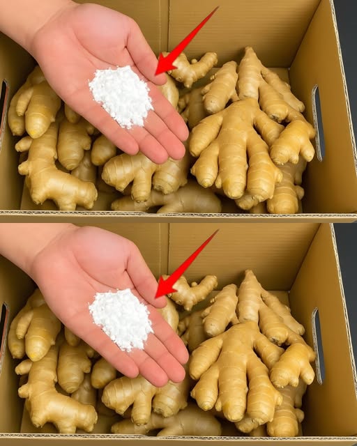 526840497 122200814216093586 1199010243537131584 N