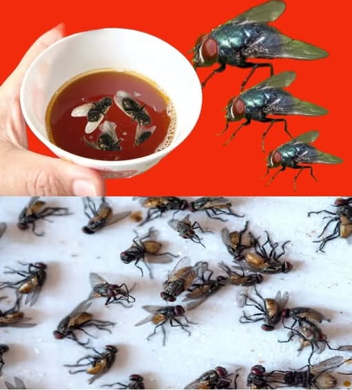 530231527 122201552330093586 2485297861977359751 N