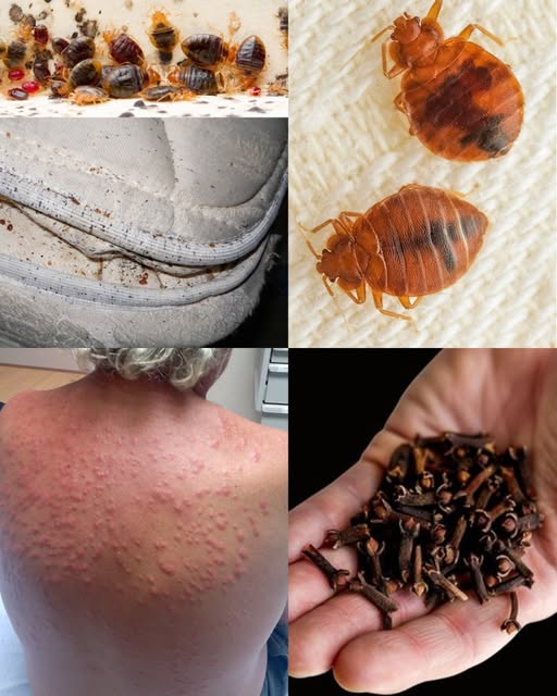 532086674 122226521276143339 6045226151910624067 N